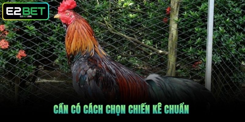 Cần có cách chọn chiến kê chuẩn 