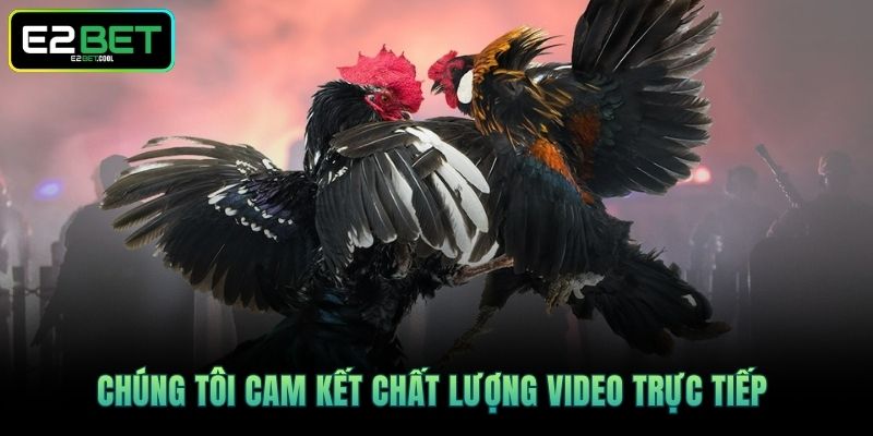 Chúng tôi cam kết chất lượng video trực tiếp 
