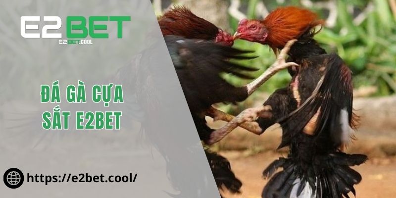Đá gà cựa sắt E2BET