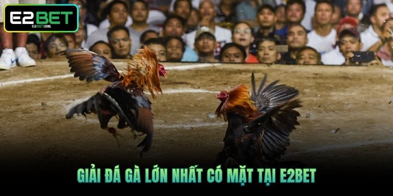 Giải đá gà lớn nhất có mặt tại E2BET