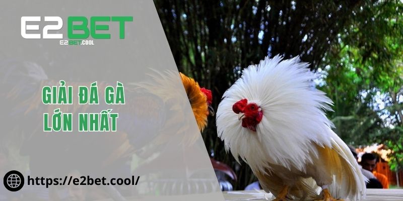 Giải đá gà lớn nhất