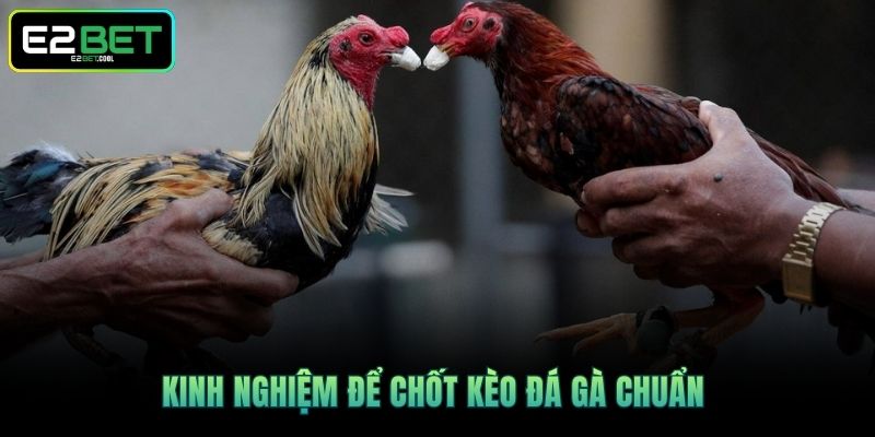 Kinh nghiệm để chốt kèo đá gà chuẩn 