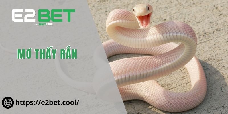 Mơ Thấy Rắn - Ý Nghĩa Tâm Linh Ẩn Giấu Đằng Sau Cùng E2BET 10 mơ thấy rắn