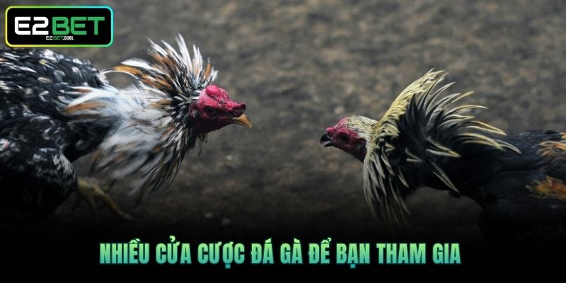 Đá Gà Cựa Sắt E2BET | Trận Chiến Rực Lửa Tại Đấu Trường 3 Nhiều cửa cược đá gà để bạn tham gia