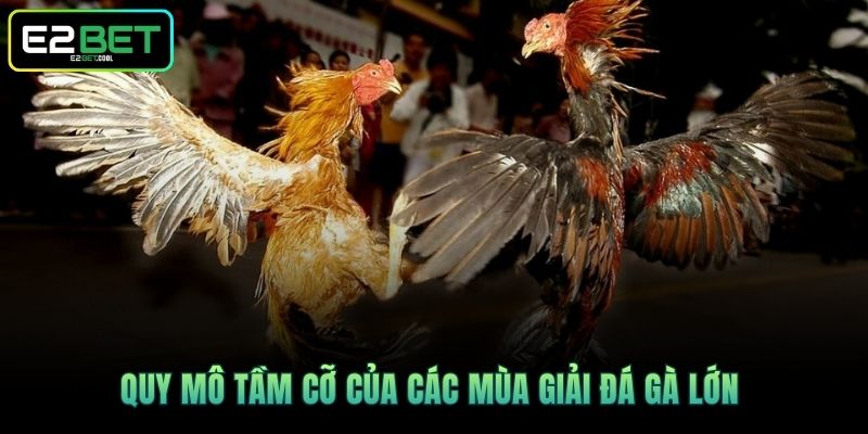 Quy mô tầm cỡ của các mùa giải đá gà lớn 
