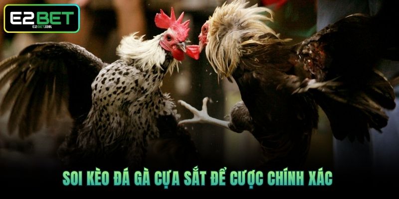 Đá Gà Cựa Sắt E2BET | Trận Chiến Rực Lửa Tại Đấu Trường 4 Soi kèo đá gà cựa sắt để cược chính xác