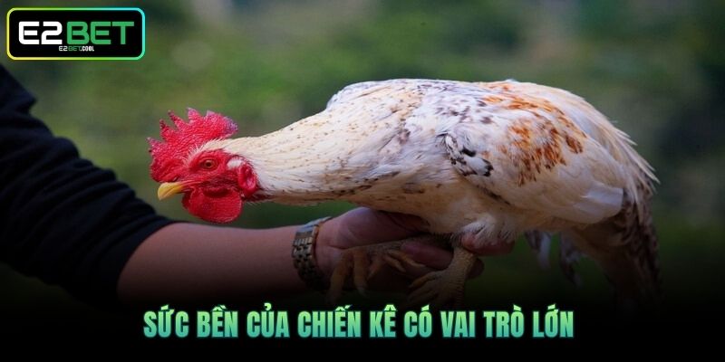 Sức bền của chiến kê có vai trò lớn 